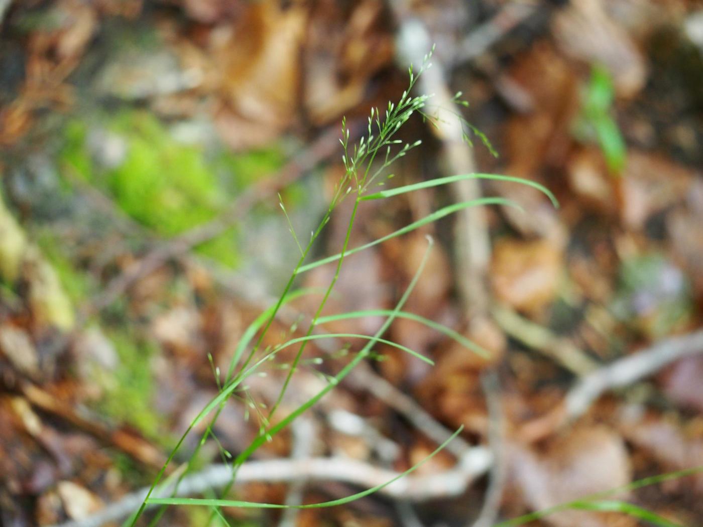 Meadow-grass, Wood plant